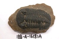 藏品(三葉蟲)的圖片